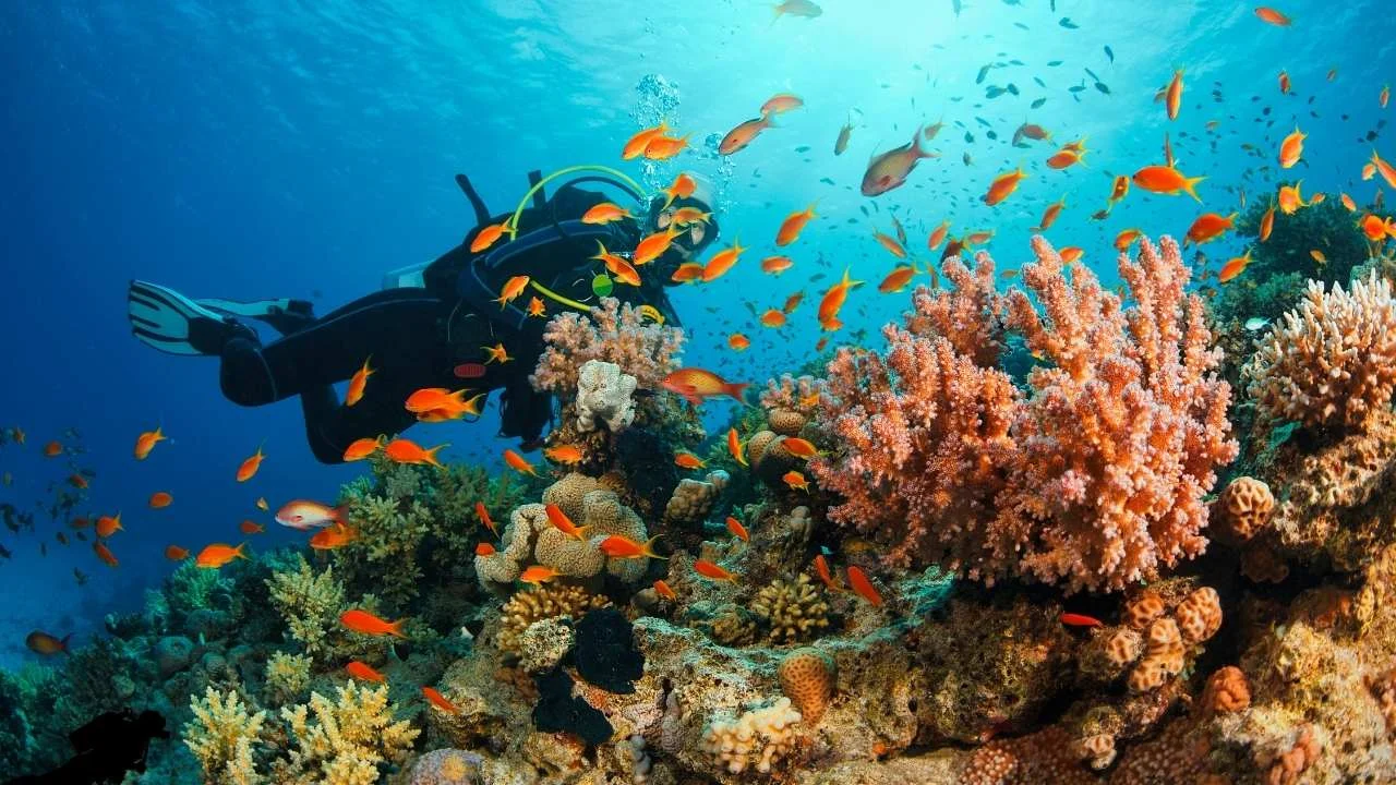 Scuba Diving in Andaman – Havelock Island